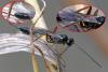 Campopleginae inconnu